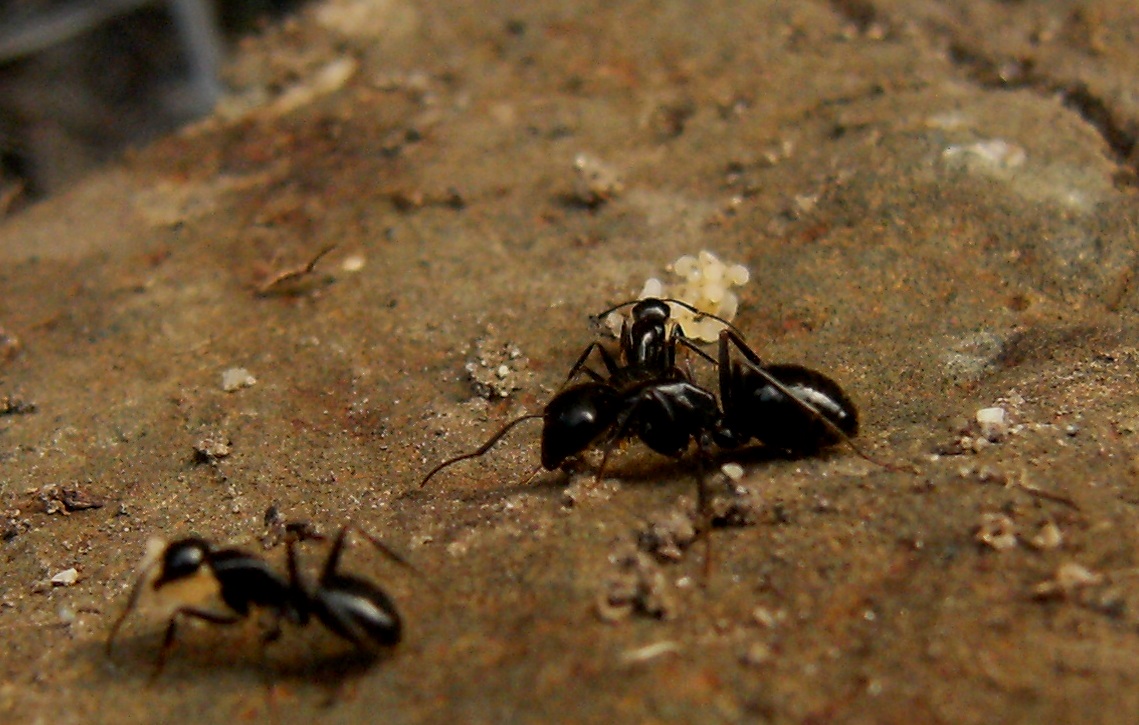 Un formicone: Camponotus vagus (Formicidae)